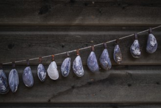 Shell necklace on a wooden wall, Resö Island, Bohuslän, Skagerrak, Sotenäs, Västra Götalands län,