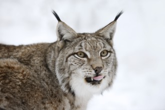 Eurasian lynx (Lynx lynx) in winter, portrait, captive, Germany
