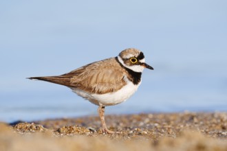 Little Ringed Plover (Charadrius dubius), North Rhine-Westphalia, Germany