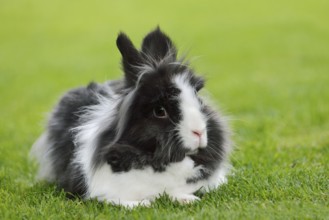 Lionhead rabbit (Oryctolagus cuniculus forma domestica) in a meadow, North Rhine-Westphalia,