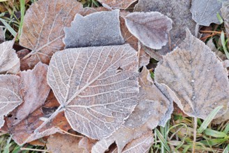 Foliage in autumn with hoarfrost, North Rhine-Westphalia, Germany