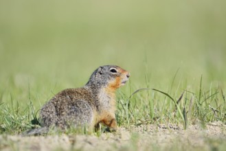 Columbia ground squirrel (Urocitellus columbianus, Spermophilus columbianus), Jasper National Park,