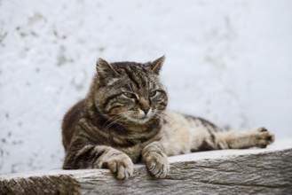 Domestic cat (Felis catus) lying on a wooden bench, Brittany, France