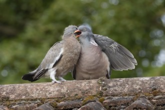 Wood pigeon (Columba palumbus) adult parent bird feeding a juvenile baby squab bird on an urban