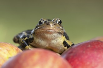 Common frog (Rana temporaria) adult amphibian on a fallen apple in a garden, England, United