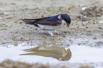 Common house martin, northern house martin (Delichon urbicum) collecting mud in beak from puddle