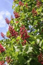 Red-flowering horse chestnut (Aesculus carnea), North Rhine-Westphalia, Germany