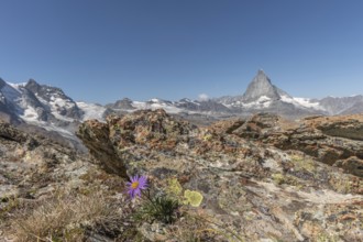 A solitary purple wildflower Aster des Alpes (Aster alpinus) rises from the rocky ground and