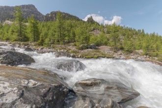 A rushing river cascades over smooth stones, surrounded by lush green trees and majestic mountains.