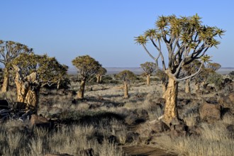 Quiver trees (Aloe dichotoma), quiver tree forest near Keetmanshoop, Karas Region, Namibia