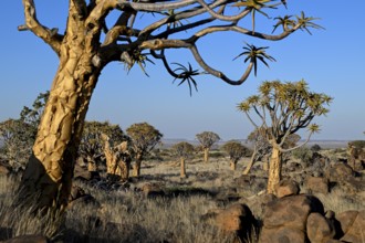 Quiver trees (Aloe dichotoma), quiver tree forest near Keetmanshoop, Karas Region, Namibia