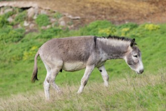 A male grey domestic donkey (Equus asinus) grazes in a green paddock