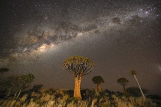 Quiver trees (Aloe dichotoma) under the starry sky, quiver tree forest near Keetmanshoop, Karas
