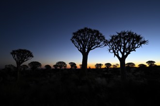 Quiver trees (Aloe dichotoma), blue hour, quiver tree forest near Keetmanshoop, Karas Region,