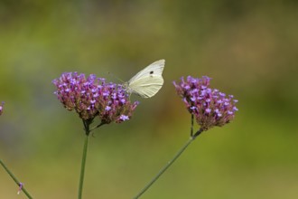 Butterfly, Cabbage butterfly (Pieris brassicae), Purpletop vervain (Verbena bonariensis),