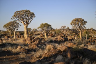 Quiver trees (Aloe dichotoma), quiver tree forest near Keetmanshoop, Karas Region, Namibia