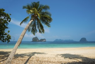 White sandy beach and coconut palms, Sunrise Beach, Koh Great white shark, Ko Ngai, Krabi Province,