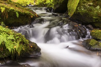 Stream through moss-covered stones, bracken fern (Pteridium aquilinum), Leptosporangiate ferns