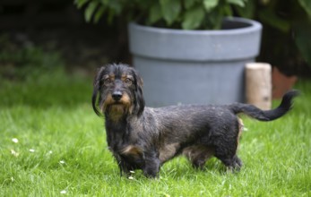 Rough-haired dachshund (Canis lupus familiaris) male, 4 years, attentive, in a meadow, in garden,