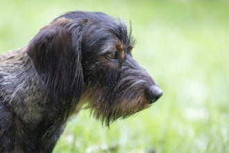 Rough-haired dachshund (Canis lupus familiaris) male, 4 years, animal portrait, attentive,