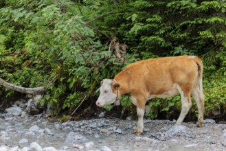 Holstein Friesian cattle crossing a creek on an alpine pasture. Eng valley, Austria