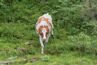 Holstein-Friesian cattle grazing on a mountain pasture in steep terrain. Eng Valley, Austria