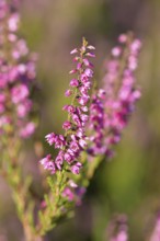 Flowering heather (Calluna vulgaris), heather, Trupacher Heide nature reserve, Siegen, North