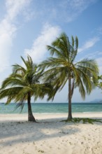 White sandy beach and coconut palms, Pearl Beach, Koh Mook, Trang Province, Southern Thailand,