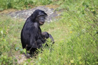 Bonobo (Pan Paniscus), pygmy chimpanzee, adult, female, juvenile, mother, social behaviour,