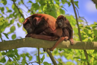 Venezuelan red howler (Alouatta seniculus), adult, female, juvenile, on tree, resting, South