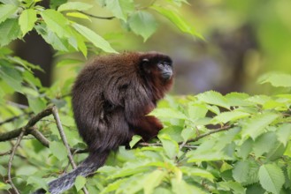Coppery titi (Plecturocebus cupreus), adult, alert, on tree, South America