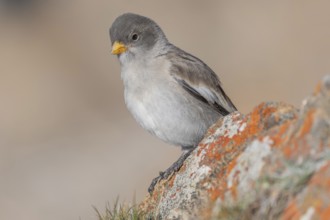 A young white snowfinch (Montifringilla nivalis) with grey feathers and a bright orange beak sits