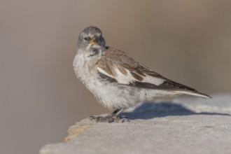 A white snowfinch (Montifringilla nivalis) stands on a rocky surface and displays its striking