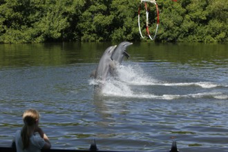 Dolphin, Bottlenose dolphin (Tursiops truncatus), 2 animals performing tricks, Cuba, Caribbean,