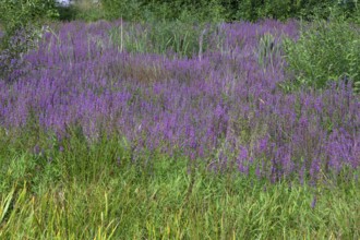 Purple loosestrife (Lythrum salicaria) in a dry carp pond, Eckental, Middle Franconia, Bavaria,