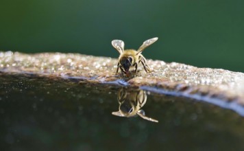 Drinking bee at a water basin, reflection, macro photography, summer, Germany
