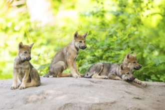 Eurasian wolf (Canis lupus lupus) cubs (youngster) on a little sand hill in the forest, Hesse,