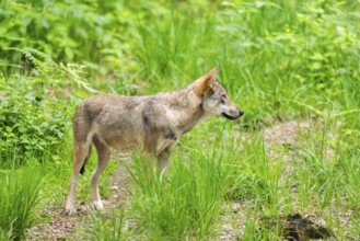 Eurasian wolf (Canis lupus lupus) standing in a forest, Hesse, Germany