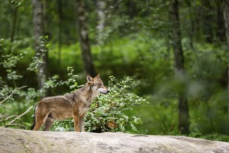 Eurasian wolf (Canis lupus lupus) standing on a little sand hill in the forest, Hesse, Germany