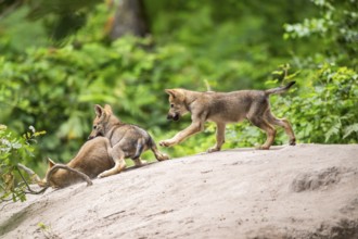 Eurasian wolf (Canis lupus lupus) cubs (youngster) on a little sand hill in the forest, Hesse,