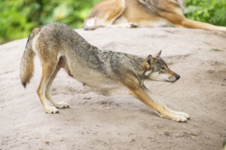 Eurasian wolf (Canis lupus lupus) standing on a little sand hill in the forest, Hesse, Germany