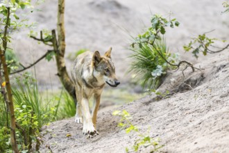 Eurasian wolf (Canis lupus lupus) walking in a forest, Hesse, Germany