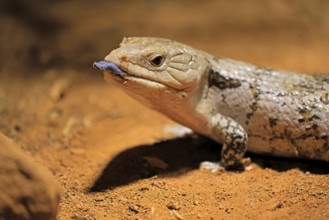 Blue-tongued skink (Tiliqua scincoides), adult, on ground, threatening, portrait, Australia,