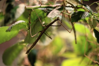 Annam stick insect (Medauroidea extradentata), Vietnamese stick insect, ghost insect, adult,
