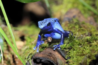 Blue poison dart frog (Dendrobates tinctorius), Blue poison dart frog, adult, alert, South America