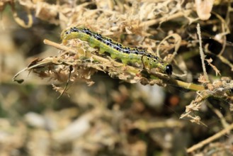 Box tree moth (Cydalima perspectalis), caterpillar, feeding on boxwood, clear feeding, Ellerstadt,