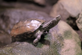 Chinese three-legged turtle (Mauremys reevesii), adult, on rocks, foraging, vigilant, stream