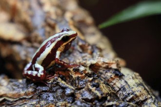 Three-striped Woodcreeper (Epipedobates tricolor), adult, calling, on tree, Ecuador, South America