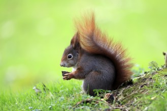 Squirrel (Sciurus vulgaris), adult, in a meadow, eating, with food, walnut, Mannheim, Germany