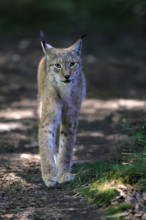 Eurasian lynx (Lynx lynx), adult, stalking, alert, in forest, Hesse, Germany, Europe, captive